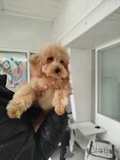 Дополнительные фото: Щенки той-пуделя