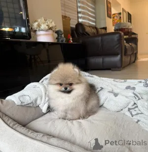 Фото №1. померанский шпиц - купить в Берлине за 34060₽. Объявление №167355