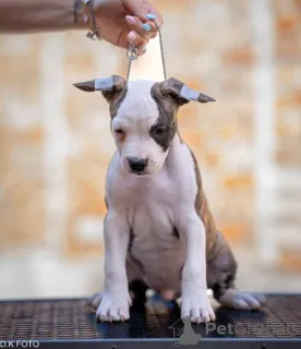 Дополнительные фото: Американские щенки Staffordshire Terrier