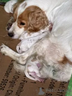 Дополнительные фото: Кинг Чарльз микс какапу Щенки