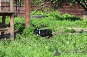 Фото №3. Французский бульдог щенок, кобель шоу класс FCI Иваново.  Россия