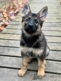 Фото №1. немецкая овчарка - купить в Бремен за договорная. Объявление №163586