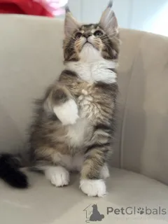 Фото №2 к объявлению №164569 о продаже мейн-кун - купить в Монако заводчик