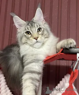 Фото №2 к объявлению №161671 о продаже мейн-кун - купить в США заводчик