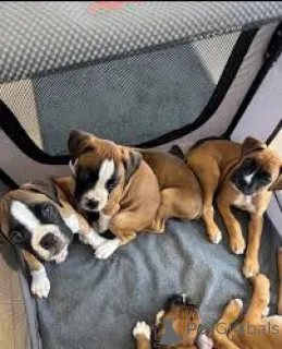 Фото №1. немецкий боксёр - купить в Брюсселе за 78852₽. Объявление №166583