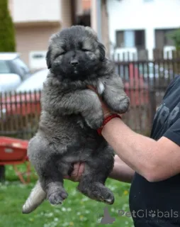 Фото №3. Щенки кавказской немецкой овчарки.  Сербия