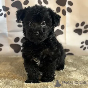 Фото №4. Продажа йоркширского терьера в Нью-Йорке частное объявление - цена 44934₽