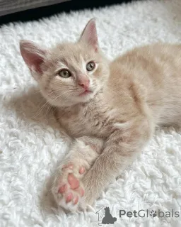 Фото №2 к объявлению №150627 о продаже беспородная - купить в Германии из приюта, заводчик