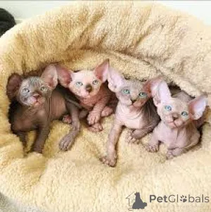 Фото №1. канадский сфинкс - купить в Хельсинки за 53805₽. Объявление №164667