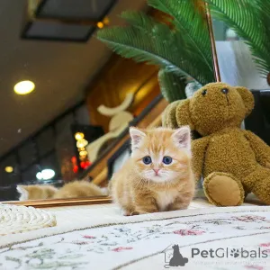 Фото №3. милые котята Манчкин. Чехия