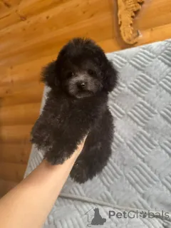 Дополнительные фото: Тедди пудель Китай мини размера