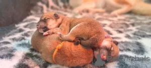 Дополнительные фото: Объявление о помете Сиба-Ину FCI.