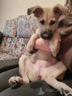 Дополнительные фото: Люся, щенок, который очень хочет быть чьей-то