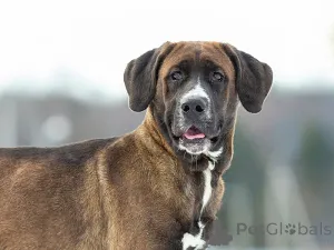 Дополнительные фото: Красавица Лада, молодая добрая семейная собака ищет дом