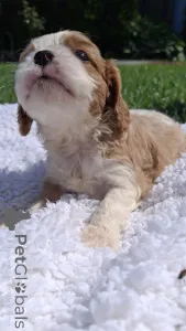 Дополнительные фото: Чистокровные щенки Кавалер-Кинг-Чарльз-Спаниель.