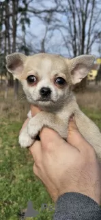 Фото №2 к объявлению №130815 о продаже чихуахуа - купить в Сербии 