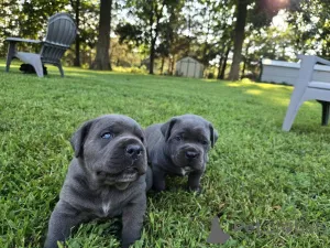 Дополнительные фото: Nuttede Cane Corso очень красив и безопасен для всех