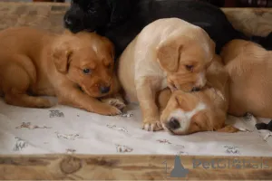 Фото №3. Щенки кокер-спаниеля.  Бельгия