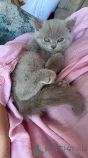Фото №3. КРАСИВЫЕ ОДНОБЕЛЫЕ ГОЛУБОГЛАЗНЫЕ БРИТАНСКИЕ КОРОТКОШЕРСТНЫЕ КОТЯТА!. Великобритания