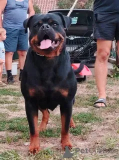 Дополнительные фото: Rottweiler, Top Puppy