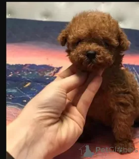 Фото №1.  - купить в Калгари за 53921₽. Объявление №164607