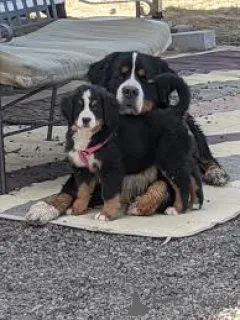 Фото №1. бернский зенненхунд - купить в Брюсселе за 92674₽. Объявление №167736