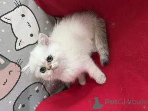 Фото №3. Точка уплотнения экзотический котенок с родословной PZF. Польша