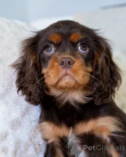 Дополнительные фото: Милое, игривое и солнечное сердце Лили расцветает любовью, куда бы она ни пошла!