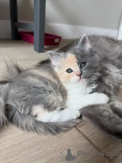 Фото №2 к объявлению №154914 о продаже сибирская - купить в Германии заводчик