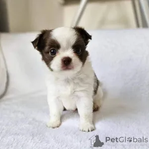 Фото №3. Чихуахуа Уэлпен Зур усыновление.  Германия