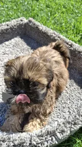 Дополнительные фото: Две чистокровные девочки ши-тцу ищут новый дом.