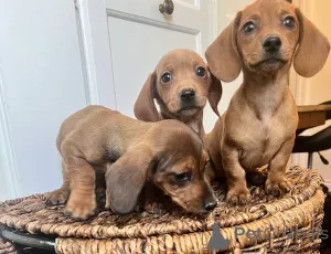 Фото №2 к объявлению №139928 о продаже таксу - купить в Германии частное объявление