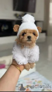 Фото №3. Мальтийская девочка.  Германия