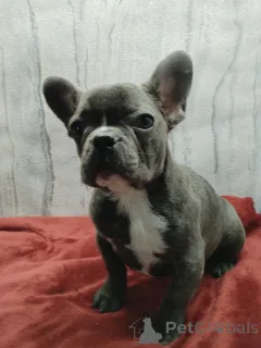 Дополнительные фото: Французский бульдог девочка голубого окраса