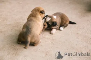 Дополнительные фото: Adorable Mixed-Breed Puppies Ready for Loving Homes!