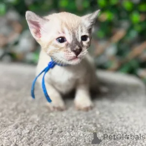 Фото №2 к объявлению №152770 о продаже бенгальская - купить в Франции частное объявление