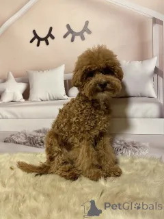 Дополнительные фото: Мальтипу мальчики