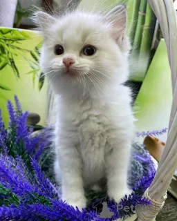 Фото №1. рэгдолл - купить в Биерсдорф за 51022₽. Объявление №161343