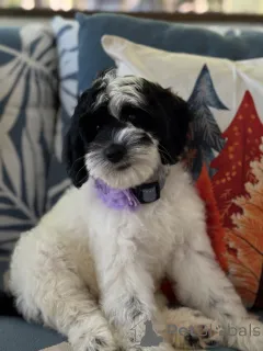 Фото №1. лабрадудль - купить в Киленни за договорная. Объявление №156280