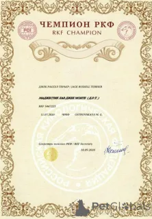 Дополнительные фото: Щенок Джек Рассел Терьер от Чемпионов c родословной