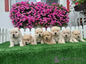 Фото №1. чау-чау - купить в Сомбор за договорная. Объявление №155713