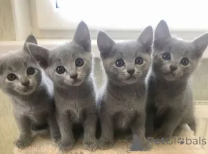 Фото №1. русская голубая - купить в Бремен за договорная. Объявление №164201