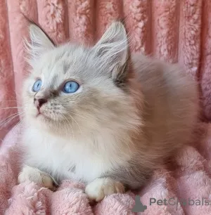 Фото №4. Продам невскую маскарадную в Kyivets ' частное объявление, из питомника, заводчик - цена 62908₽