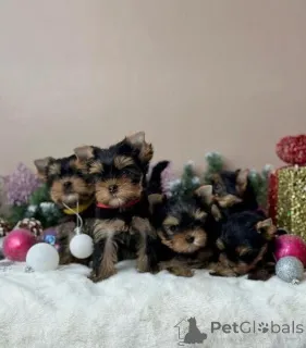 Фото №1. йоркширский терьер - купить в Байериш-Айзенштайне за договорная. Объявление №167553