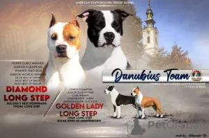 Дополнительные фото: Щенки американского стаффордширского терьера