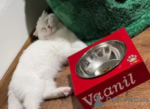 Фото №1.  - купить в Маленький за договорная. Объявление №165467