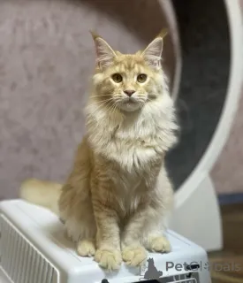 Фото №2 к объявлению №163185 о продаже мейн-кун - купить в Германии заводчик