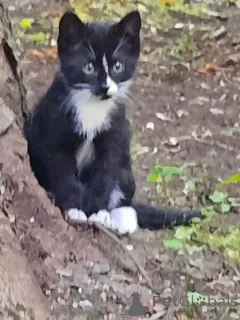 Дополнительные фото: Котята Шурик, Мия и Валентин ищут дом.