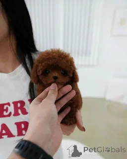 Фото №3. Наши щенки очень-очень маленькие и с прекрасным характером..  Финляндия