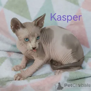 Дополнительные фото: Котята канадского сфинкса